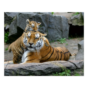 Tiger With Cub Poster