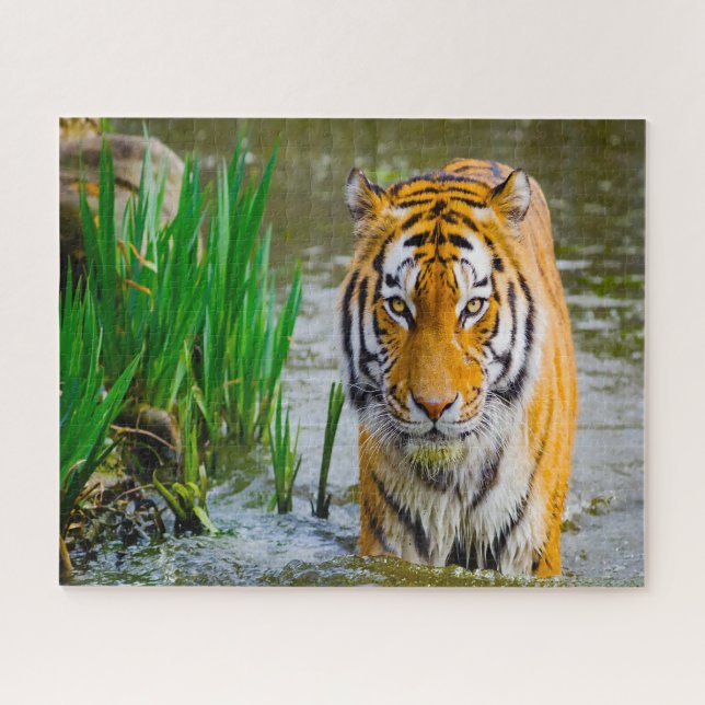 Tigers Big Cats. Jigsaw Puzzle (Horizontal)