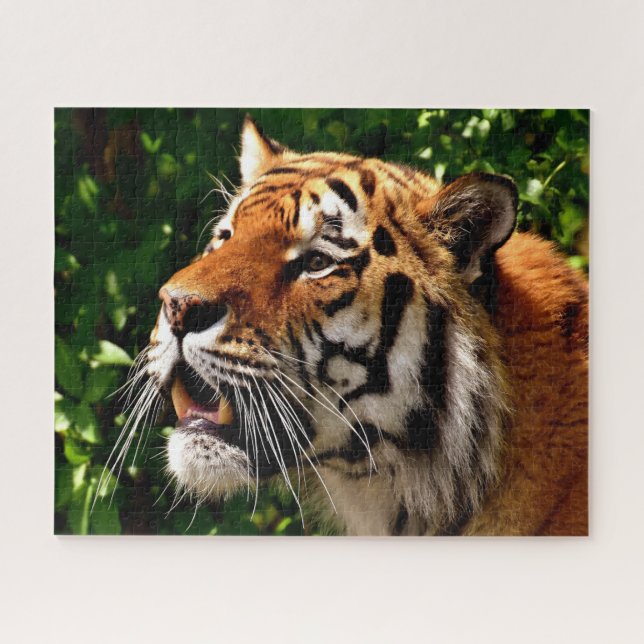 Tigers Big Cats. Jigsaw Puzzle (Horizontal)