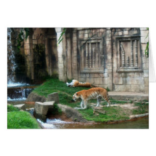 Tiger's Den