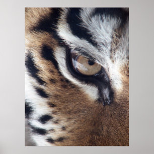 Tigers Eye photo Poster
