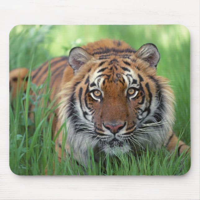 Tigers Eyes Mouse Mat (Front)