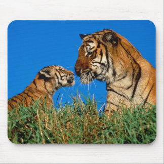 Tigers in the Wild Photos on Cards, Tees, Gifts Mouse Mat