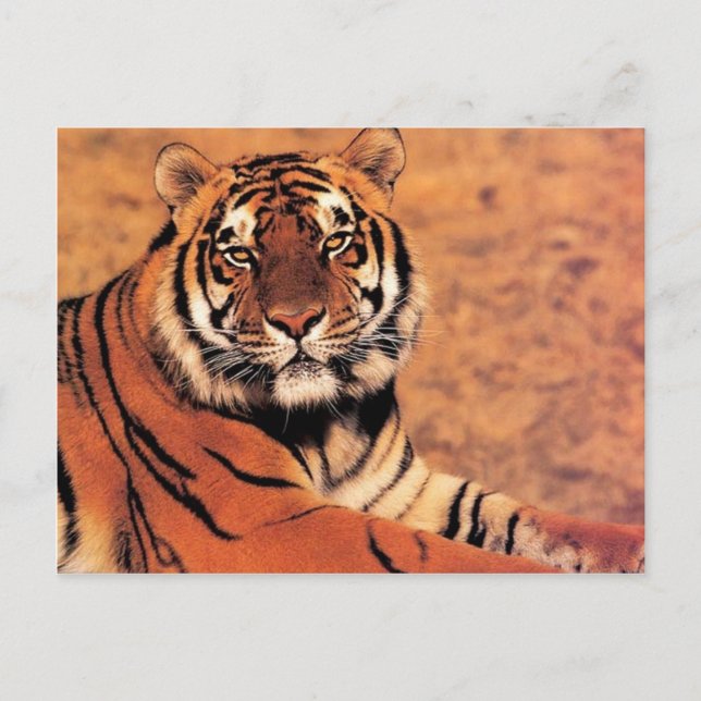 Tigers in the Wild Photos on Cards, Tees, Gifts Postcard (Front)