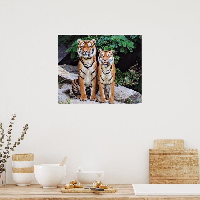 Tigers, male and female, poster (Kitchen)