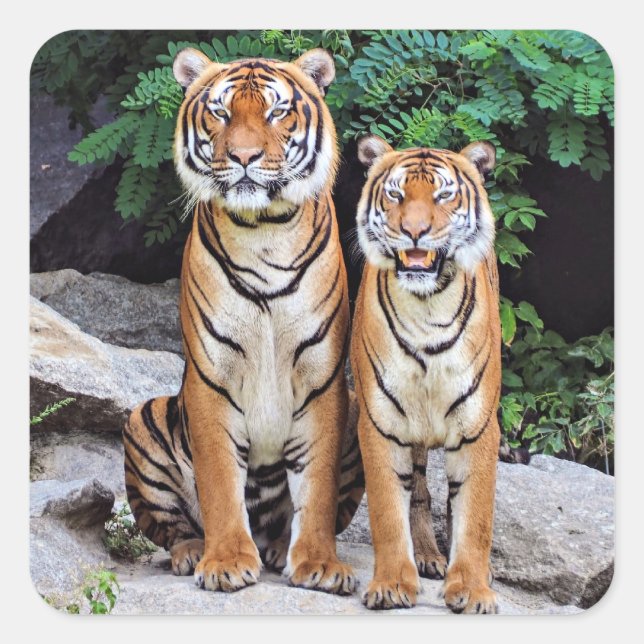 Tigers, male and female, square sticker (Front)