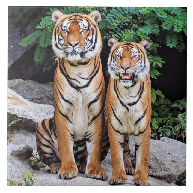Tigers, male and female, tile (Front)