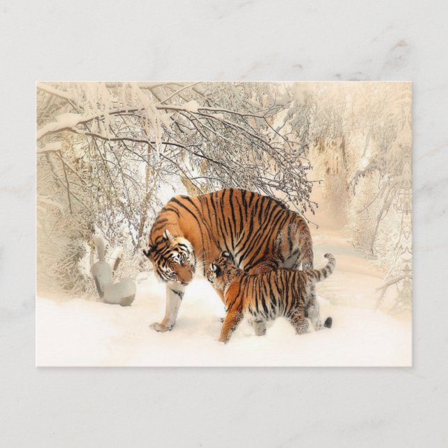 tigers on snow postcard (Front)