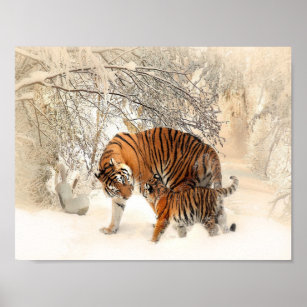 tigers on snow poster
