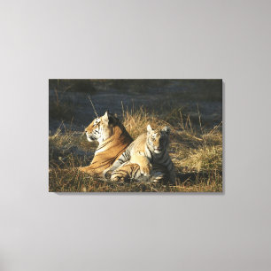 Tigers (Panthera tigris) cub lying on his Canvas Print