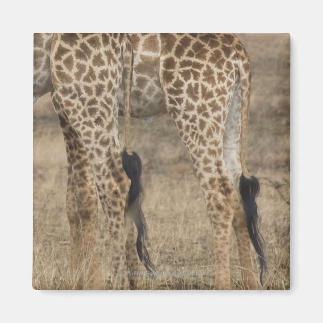 Tight crop of two Giraffes (Giraffa Magnet (Front)