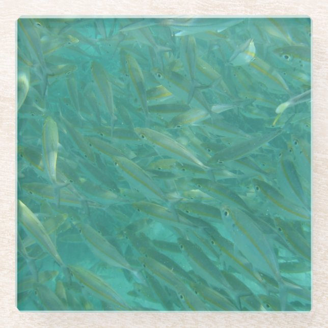 Tight Shoal of Fish Glass Coaster (Front)