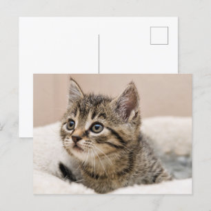Tigray kitten postcard