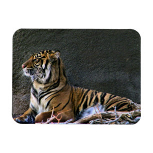 Tigress Magnet