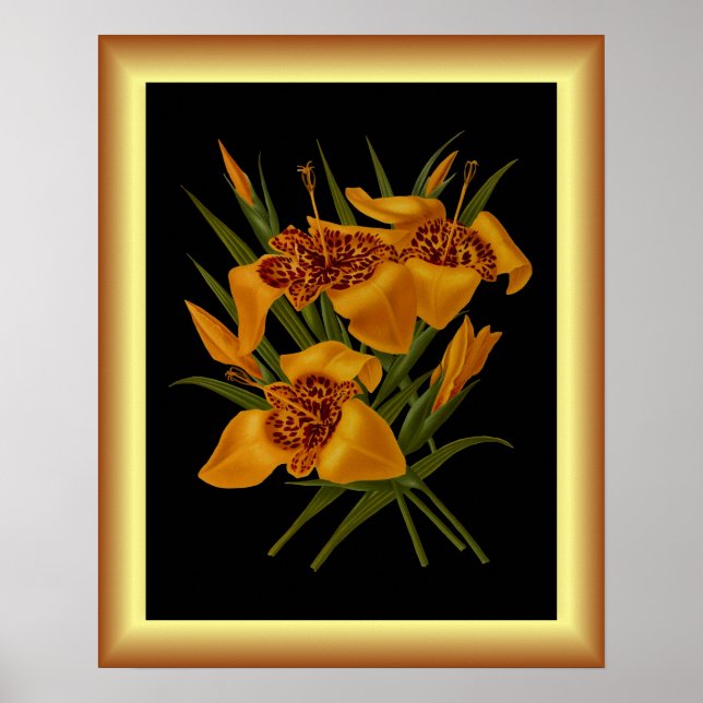 Tigridia Conchiplora Var Canariensis ~ Botanical  Poster (Front)