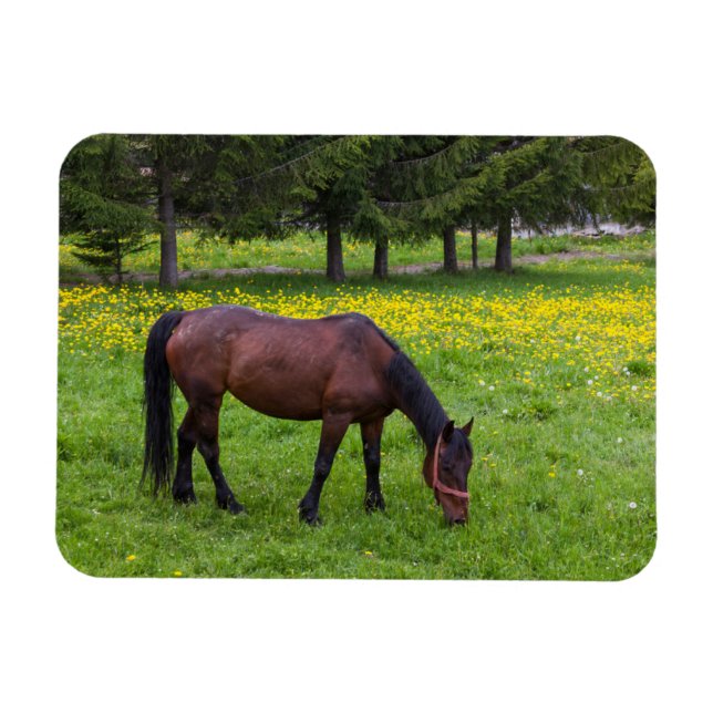 Tihuta Pass, Horse in Pasture Magnet (Horizontal)