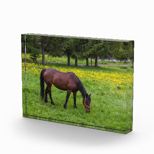 Tihuta Pass, Horse in Pasture Photo Block