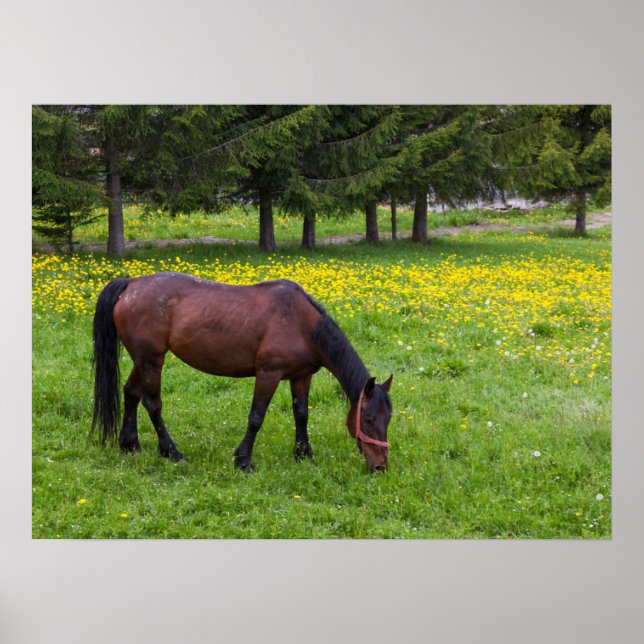 Tihuta Pass, Horse in Pasture Poster (Front)