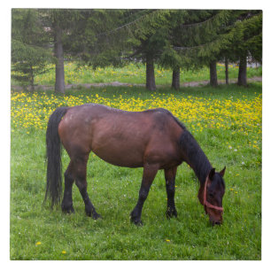 Tihuta Pass, Horse in Pasture Tile
