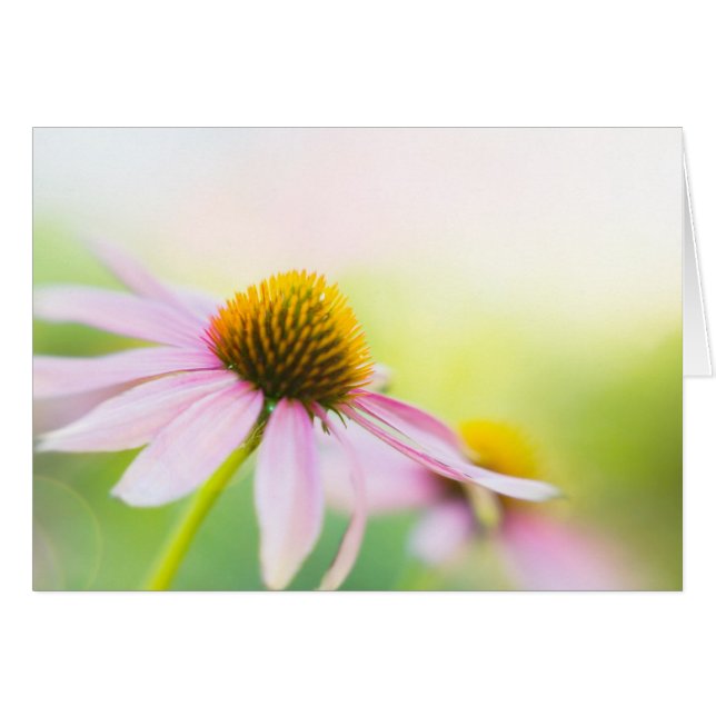 Til Sunbeams Find You (Front Horizontal)