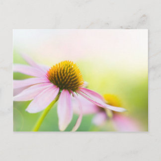 Til Sunbeams Find You Postcard