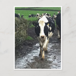 'Til the Cows Come Home Postcard