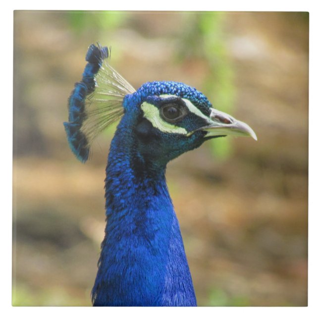 Tile - Peacock Portrait (Front)