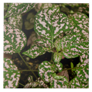 Tile - Pink Polka Dot Plant