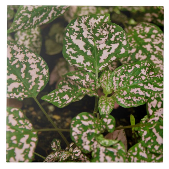 Tile - Pink Polka Dot Plant (Front)