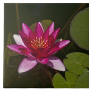 tile/trivet, "PINK LOTUS BLOSSOM" Tile