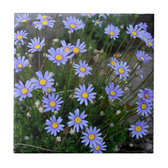 Tile with Blue Marguerite Flowers (Front)