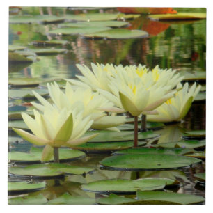 TILE/ YELLOW LOTUS BLOSSOMS IN LILY POND TILE