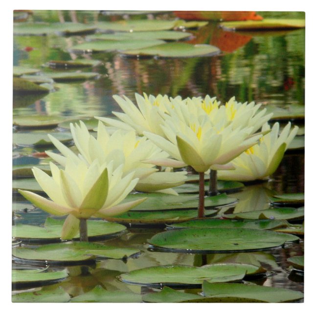 TILE/ YELLOW LOTUS BLOSSOMS IN LILY POND TILE (Front)