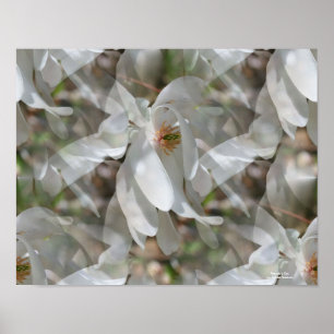 Tiled White Magnolia Floral Print