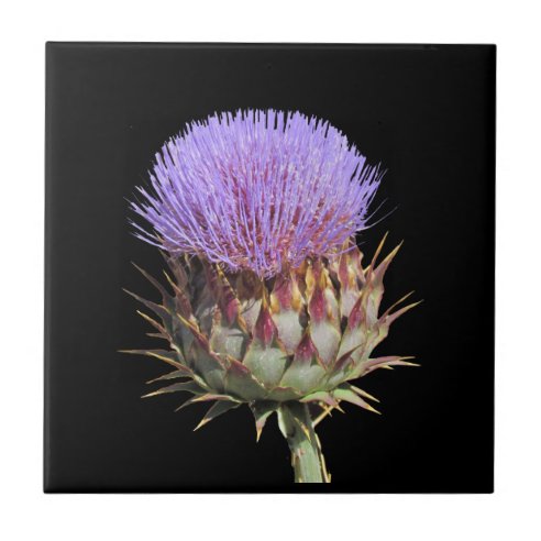 Scottish Thistle Decorative Ceramic Tiles | Zazzle.co.uk