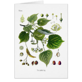 tilia ulmifolia