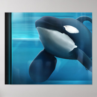 Tilikum portrait poster