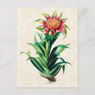 Tillandria Vintage Botanical Postcard