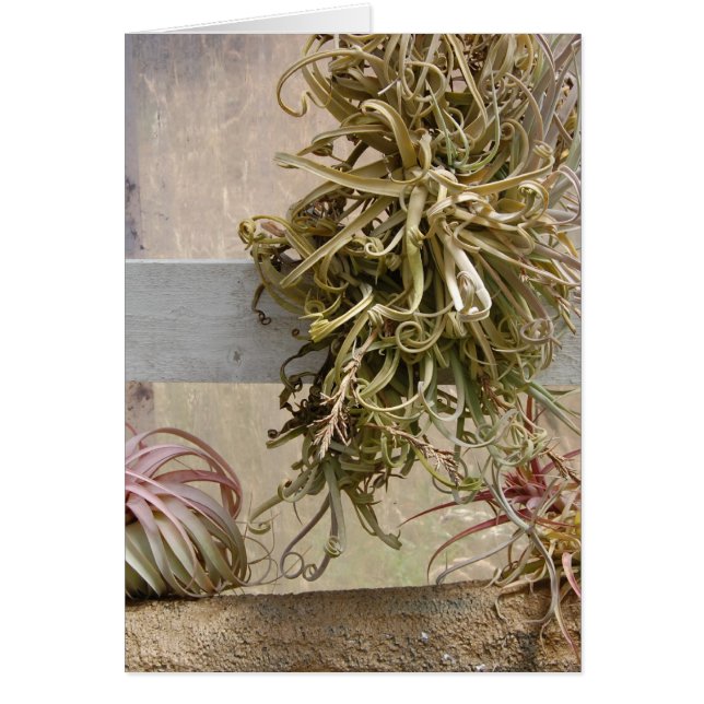 Tillandsia (Front)