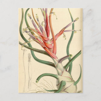 Tillandsia bulbosa postcard
