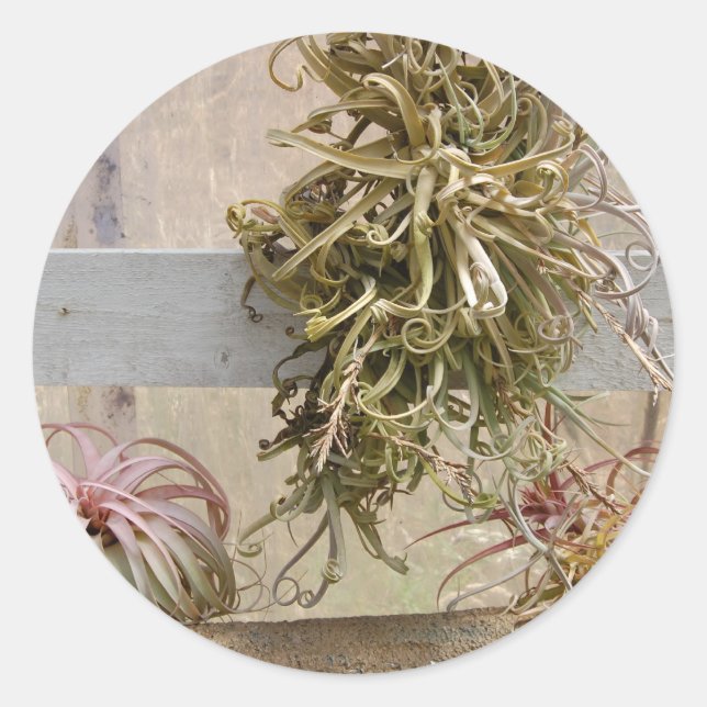 Tillandsia Classic Round Sticker (Front)