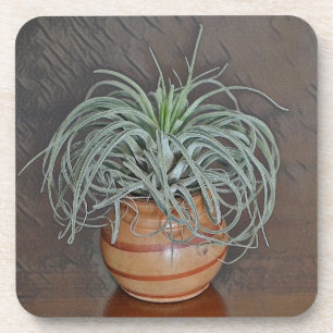 Tillandsia Oaxacana Air Plant Coaster