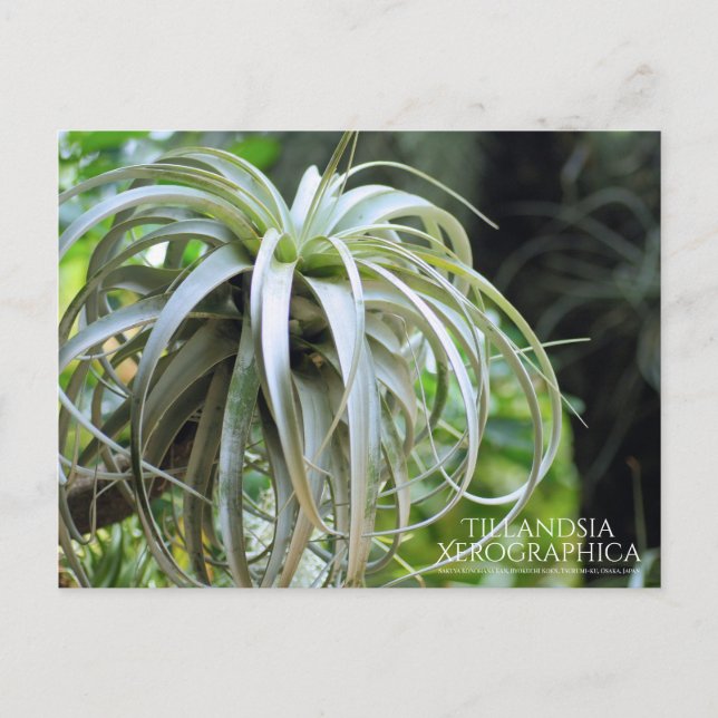Tillandsia Xerographica ：Postcard Postcard (Front)