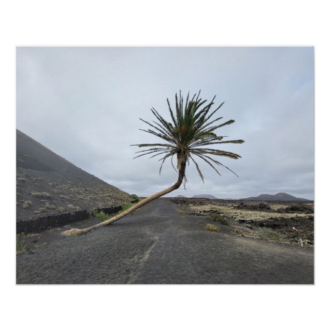 Tilted palm tree, Lanzarote Poster (Front)