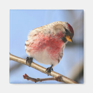 Tilting Redpoll Magnet