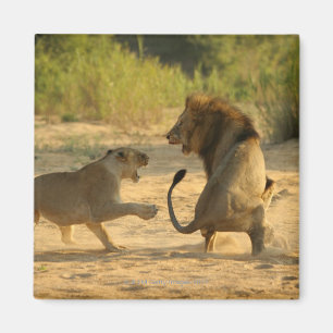 Timbavati River, Kruger National Park, Limpopo Magnet
