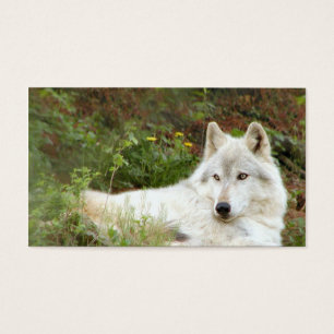 Timber or Grey wolf