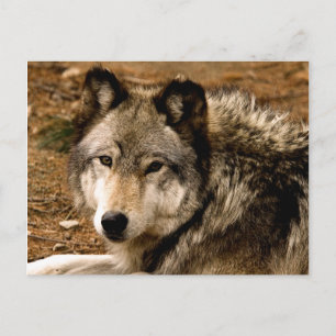 Timber Wolf 1630 Postcard