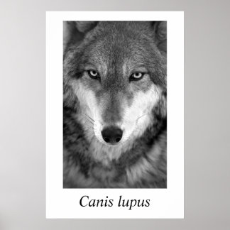 Timber Wolf #1 Canis lupus Poster