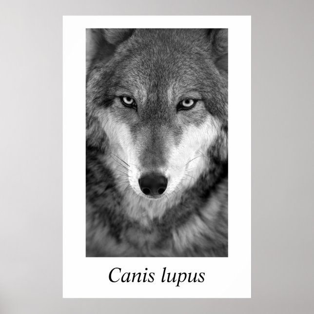 Timber Wolf #1 Canis lupus Poster (Front)